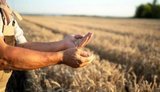 EU is preparing special accession terms for Ukraine: access to agricultural market and subsidies could be significantly restricted, - FT