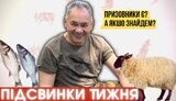 підсвинки