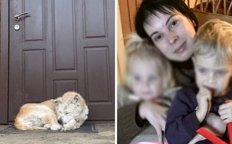 Макаровский Хатико: верный пес почти месяц ждет хозяйку, которую изнасиловал и убил кадыровец 02