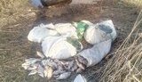 Одеські прикордонники затримали чотирьох браконьєрів із уловом понад 1 тис. рибин, - ДПСУ. ВIДЕО