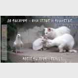 Закон жизни