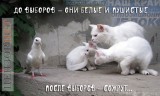 Закон жизни