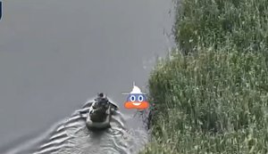 Окупанти разом із боєкомплектами детонують після влучань FPV-дронів 34-ї бригади. ВIДЕО