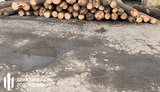 Работники лесничества на Ивано-Франковщине незаконно торговали древесиной, чем нанесли ущерб на 1,9 млн грн, - ГБР. ФОТО