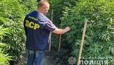 В Херсоне у двух местных "наркоплантаторов" изъято канабиса на 2 млн грн, - Нацполиция. ФОТО