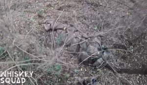 ССО зачистили групу рашистів у лісах Лиманщини та ліквідували 6 окупантів. ВIДЕО