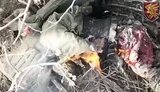 окупант200