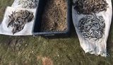 Браконьєр виловив на Херсонщині креветок, бичків і атерини на 60 тис. грн, - ДПСУ. ФОТО
