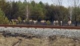 SESU Continues Extinguishing Forest Fire In Territory Of 4 Forestry Areas In Chornobyl Zone