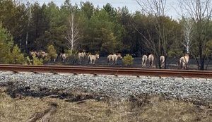 SESU Continues Extinguishing Forest Fire In Territory Of 4 Forestry Areas In Chornobyl Zone