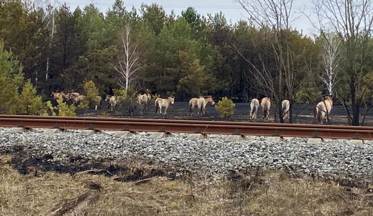 SESU Continues Extinguishing Forest Fire In Territory Of 4 Forestry Areas In Chornobyl Zone