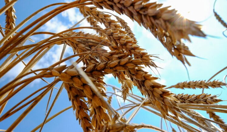 Ukraine, Turkey and UN signed agreement on export of grain