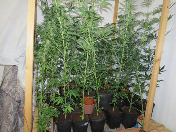 Поліція виявила плантацію конопель у двокімнатній квартирі в Сумах 03