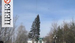 Янукович тырит себе елку
