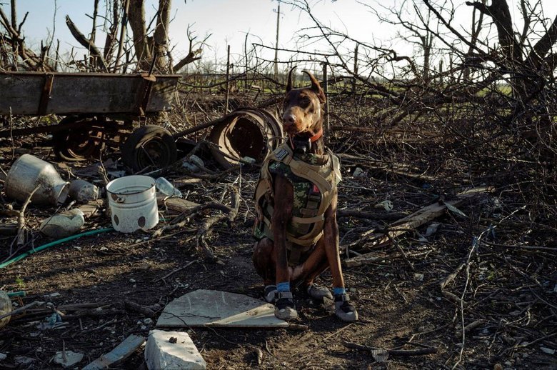 Пішла з життя собака-рятувальниця Ханна, яка врятувала понад 170 людей