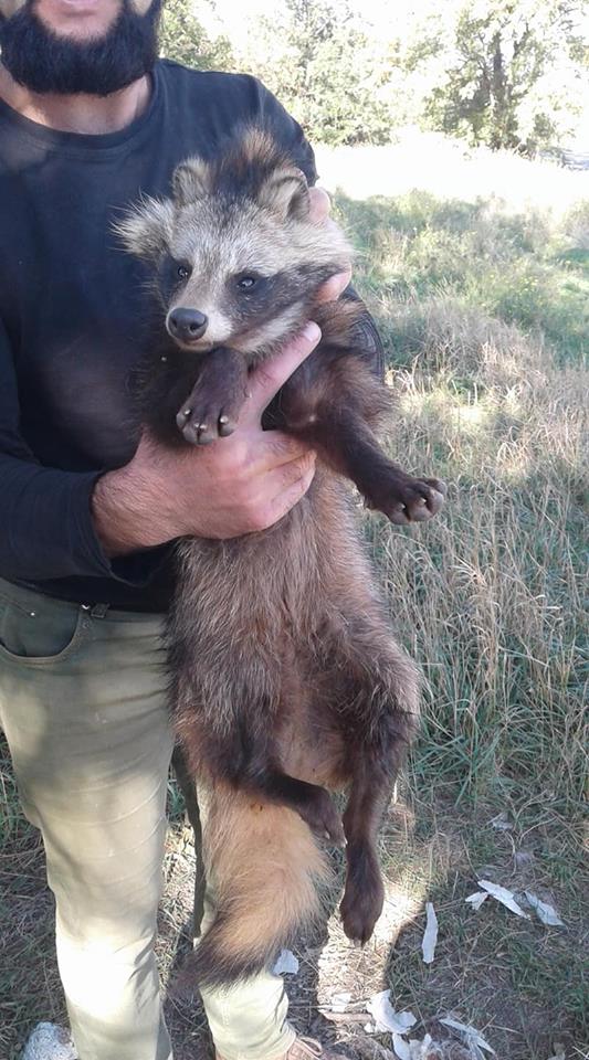 Бердянские активисты спасли енотовидную собаку 02