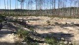 Головний задум - одночасно комплексно криміналізувати нелегальне вивезення з України, - Гончарук про боротьбу з нелегальним видобутком бурштину