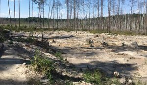 Головний задум - одночасно комплексно криміналізувати нелегальне вивезення з України, - Гончарук про боротьбу з нелегальним видобутком бурштину