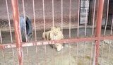 Ведмеді, леви, тигр і пантера: на базі відпочинку під Харковом голодують дикі тварини. ФОТО