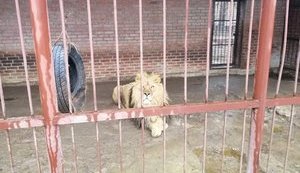 Медведи, львы, тигр и пантера: на базе отдыха под Харьковом голодают дикие животные. ФОТО