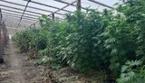 1,4 тыс. кустов нелегальной конопли стоимостью 7 млн грн выявлены на Днепропетровщине, - прокуратура. ФОТОрепортаж