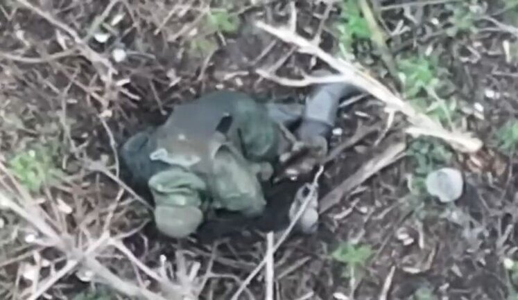 Two cats are gnawing on abandoned body of occupier. VIDEO 18+