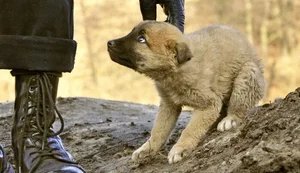 Мінекономіки створило робочу групу для посилення захисту домашніх, безпритульних і диких тварин