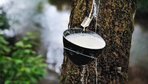Крупнейший мировой производитель каучука планирует сократить производство на треть