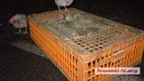Фура з тисячами курей перекинулася під Миколаєвом: вантажівка заблокувала обидві смуги, а частина птахів розбіглася в різні боки. ФОТОрепортаж