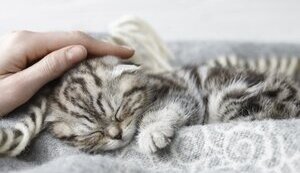 ТВАРИНИ - НЕ ІГРАШКИ