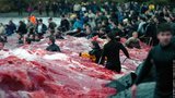 Массовое убийство дельфинов в Дании. ФОТОрепортаж