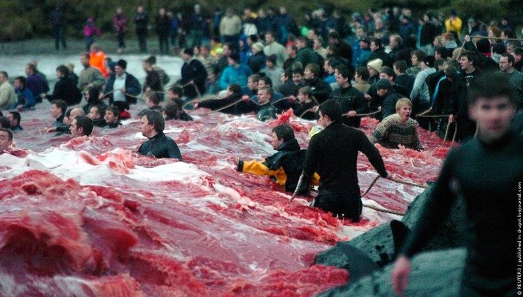 Массовое убийство дельфинов в Дании. ФОТОрепортаж