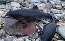 У Чорному морі загинули дельфіни