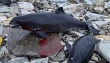 Dolphins died in the Black Sea