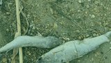 На Одещині виявили масову загибель риби