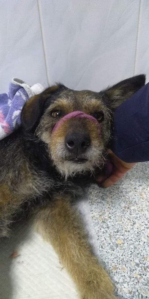 Майор поліції Руденко в Кривому Розі знущався із собаки: насадив на вила і хотів спалити, - зоозахисники 05