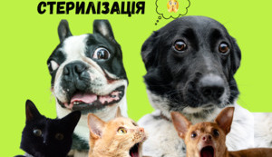 НЕ ЧІПАЙ «КОКОСИ» МОГО КОТА!