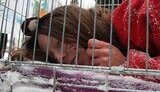В Киеве перед выставкой меха и кожи протестовали против убийства животных. ФОТОрепортаж.