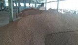 Минсельхоз РФ признал падение качества российского зерна
