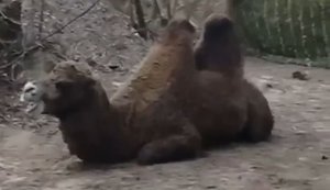 Росіяни тримають на своїх позиціях верблюда: "Че ты завис, Василий?". ВIДЕО