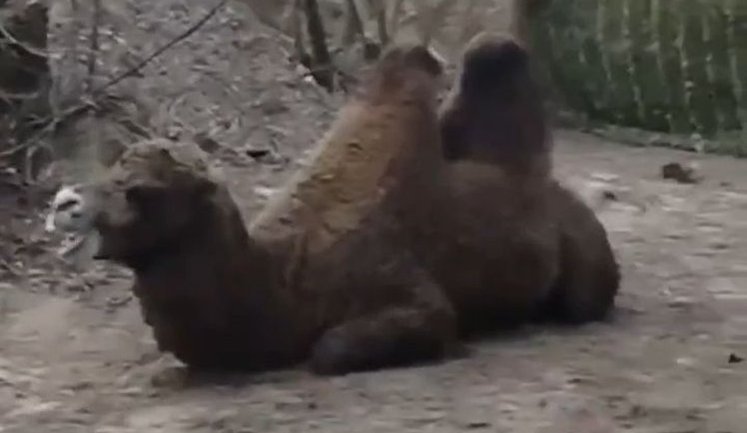 Росіяни тримають на своїх позиціях верблюда: "Че ты завис, Василий?". ВIДЕО