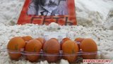 На День родного языка в Житомире Табачника забросали яйцами. ФОТОрепортаж