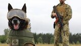 прикордонник,пес,держприкордонслужба