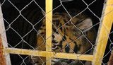 На Жуковому острові в Києві виявлено 6 тигрів, яких тримали в неналежних умовах, - Нацполіція. ФОТОрепортаж