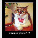 Снегирей давай!