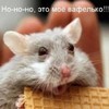 Кэт Лучко