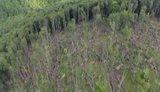 СБУ на Закарпатье разоблачила масштабное хищение леса на 14 млн. ВИДЕО+ФОТО