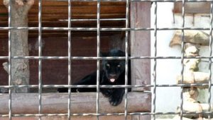 Пантера напала на сотрудника экопарка под Полтавой, - СМИ