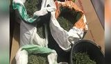 Киевская полиция задержала наркоторговцев и изъяла около 40 кг конопли на общую сумму 2 млн гривен. ВИДЕО