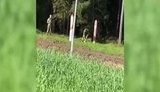 Белорусские пограничники убирают веником контрольно-следовую полосу, после намеренного пропуска нелегалов в Литву. ВИДЕО